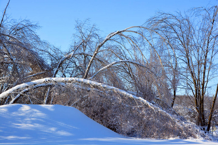场景 冷冰冰的 冬天 俄罗斯 风景 天空 天气 寒冷的 季节