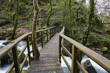 森林 人行道 蔬菜 走道 夏天 植物 丛林 风景 环境 河道