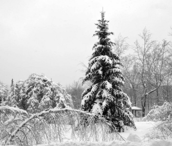 森林 降雪 十二月 分支 美女 风景 场景 公园 天空 木材