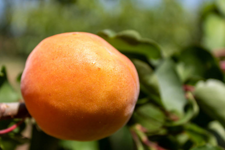 树叶 秋天 植物 食物 收获 果园 夏天 自然 花园 甜的