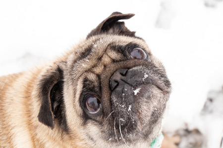 雪地里一只哈巴狗的特写肖像