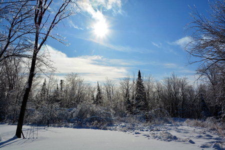 森林 分支 太阳 天空 美丽的 美女 阳光 冬天 天气 木材