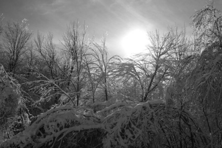 天空 自然 旅行 木材 风景 美女 冬天 国家 早晨 寒冷的