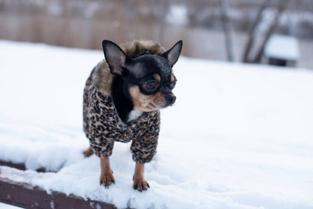 小狗夹克在冬天很冷。家里的宠物在雪天散步。狗朋友。吉娃娃。