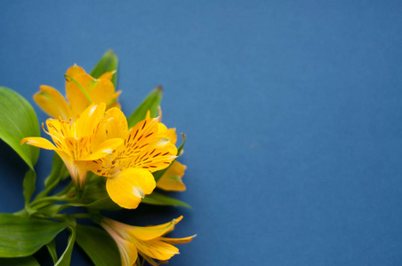 Beautiful Alstroemeria flowers. Yellow flowers and green leaves 