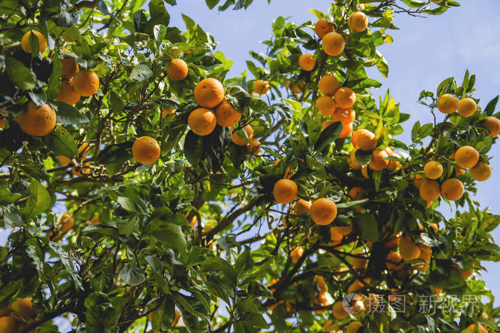 橘子树满是橘子库存照片