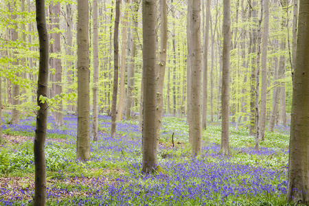 Springtime forest 