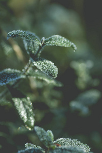 Green frosted vegetation in winter 