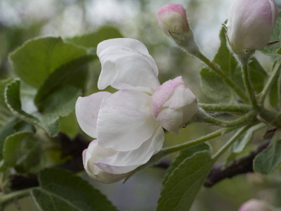 自然 苹果 特写镜头 生长 园艺 颜色 花的 花瓣 盛开