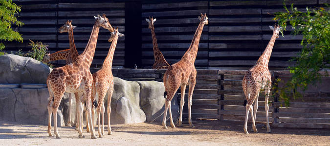 食草动物 荒野 旅游业 建筑学 森林 风景 肖像 非洲 长颈鹿