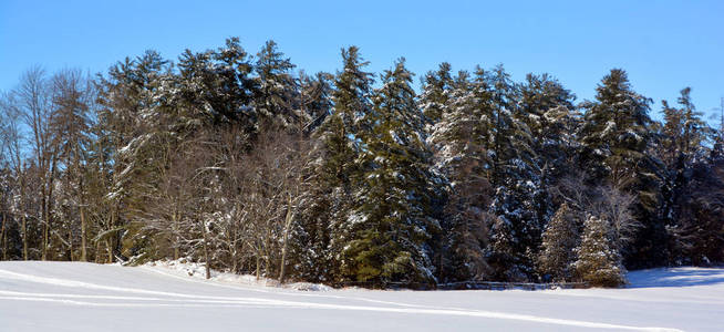 冬天 天气 自然 季节 木材 美丽的 场景 森林 旅行 风景