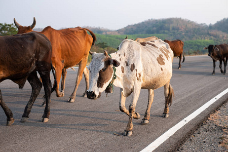 一群奶牛在泰国的水泥路上行走照片