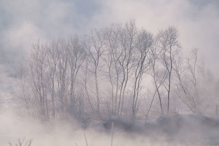 分支 风景 场景 美丽的 季节 自然 冻结 冬天 北海道