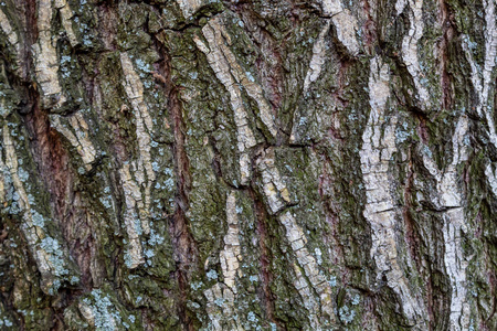 崎岖不平 木材 植物 特写镜头 纹理 树皮 材料 老年人