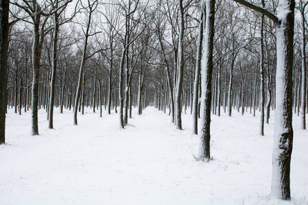 冬天的雪地公园里，树干被雪覆盖着