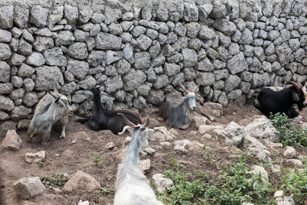在西西里岛吃草的山羊