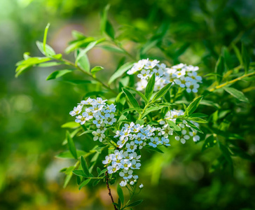 春天盛开的绣线菊