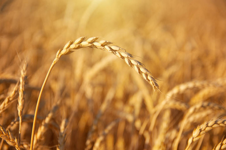 Single ear of wheat. 