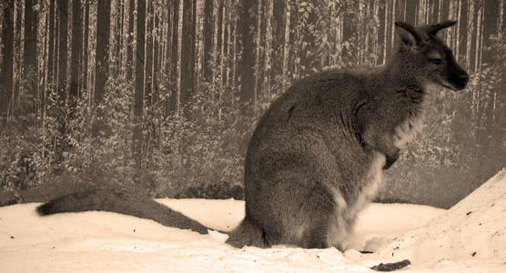 美丽的 澳大利亚 哺乳动物 毛茸茸的 可爱的 宠物 动物