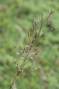 害虫 领域 杂草 花园 树叶 灌木 公园 石松 针状体 植物区系