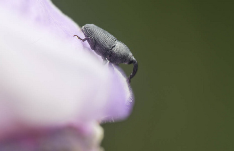 花瓣 鼻子 害虫 耳蜗 阴影 动物 野生动物 颜色 甲虫