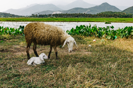 Cute little sheep with herd. Sheep, sheep farm in the mountain, 