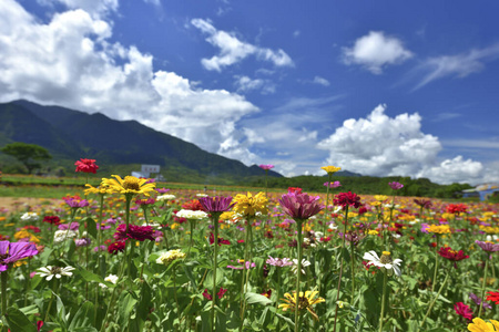 花莲 盛开 外部 旅行 五颜六色 山谷 草地 自由 生态学