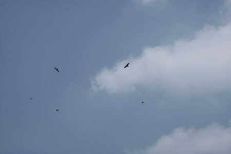 自由 空气 自然 航班 飞行 动物 翅膀 日落 形成 海鸥