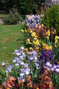 风景 美女 植物区系 紫色 花瓣 虹膜 盛开 植物学 开花