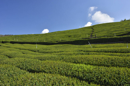 石桌茶园实景拍摄图片