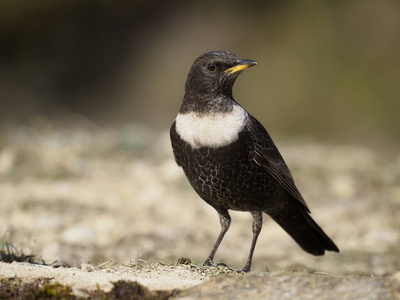 Ring ouzelTurdus torquatus