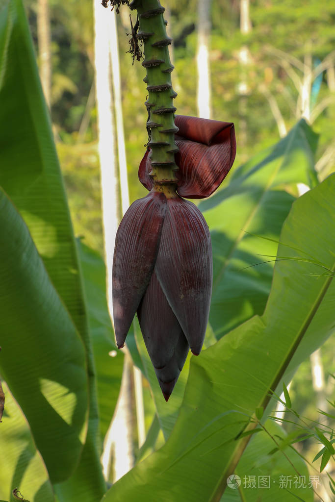 年轻的香蕉花香蕉花泪珠状紫色