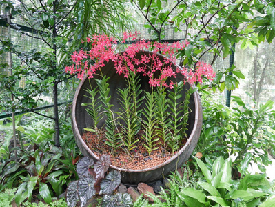 美女 生长 树叶 新加坡 植物 成长 旅行 环境 植物区系