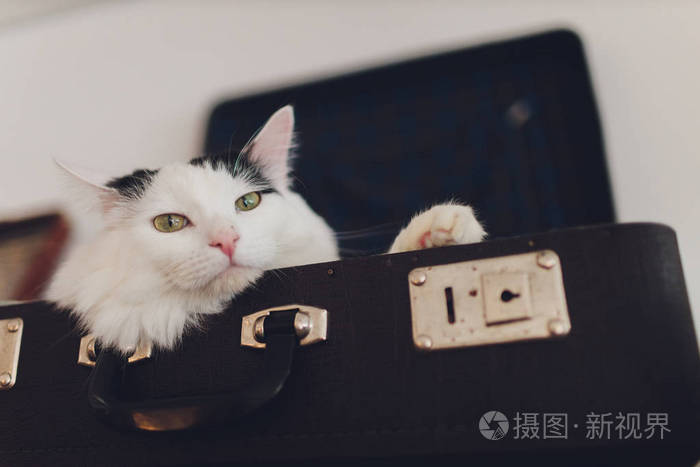 可爱的猫躺在旅行包上。