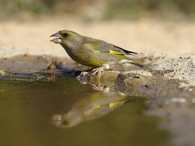 Greenfinch, Carduelis chloris 