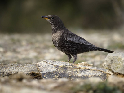 Ring ouzelTurdus torquatus