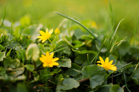 Little spring flowers outdoors for background 