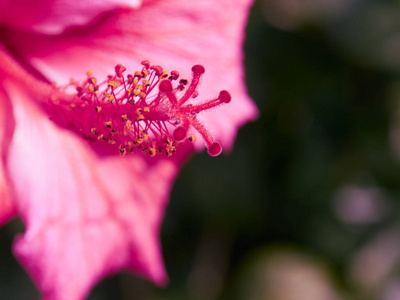 粉红色 植物 植物区系 颜色 特写镜头 花园 紫色 夏天