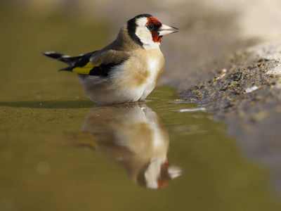 Goldfinch, Carduelis carduelis 