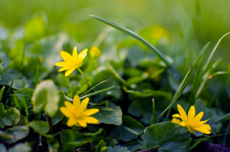 Little spring flowers outdoors for background 