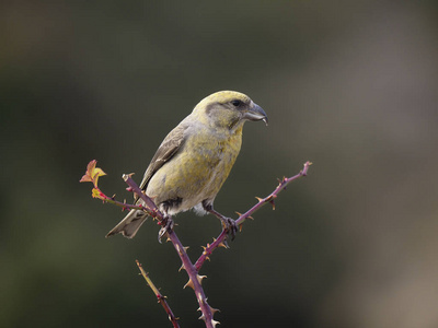 Crossbill, Loxia curvirostra  