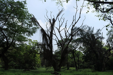 风景 树干 木材 森林 树叶 橡树 植物 松木 春天 植物区系