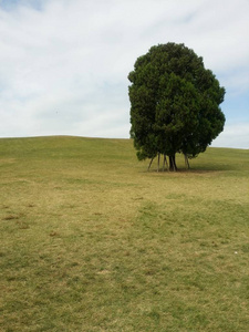 花园 木材 乡村 汉城 春天 草坪 植物 环境 风景 生长