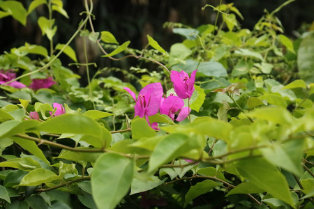 玫瑰 植物 开花 三角梅 美女 春天 夏天 树叶 植物学