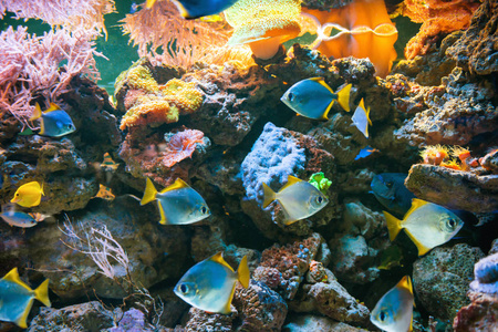 海洋 水族馆 鱼类 马尔代夫 海底 旅行 生活 暗礁 浮潜