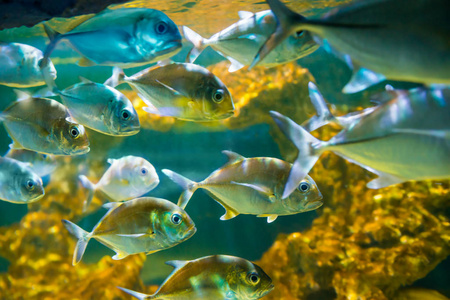 动物 海景 游泳 盐水 水族馆 野生动物 海洋 潜水 动物群