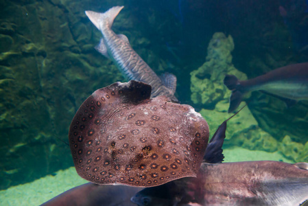 生活 游泳 海底 珊瑚 水肺 美丽的 潜水 颜色 水族馆