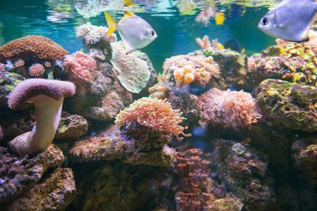 潜水 殖民地 水肺 珊瑚 暗礁 风景 通气管 水族馆 旅行