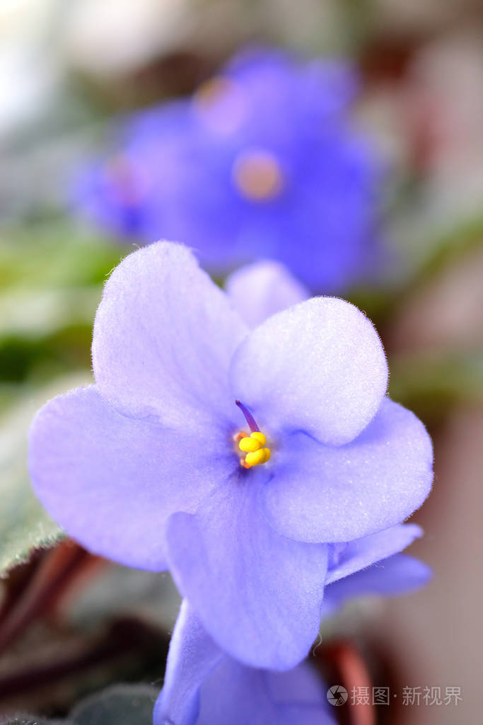 beautifulbluevioletbloomingvioletflowercolorfulnatureba