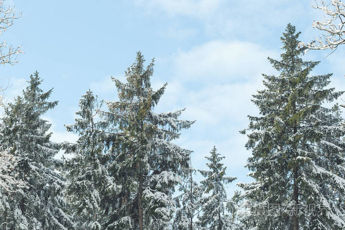 冬天森林里白雪皑皑的松树